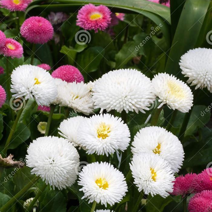 Biji Bibit Benih Tanaman Hias Bunga Kertas DAISY ENGLISH Super Enorma Mix Warna - Isi 50 biji