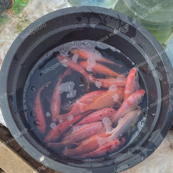 paket bibit calon indukan ikan nila kakap merah isi 4 ekor