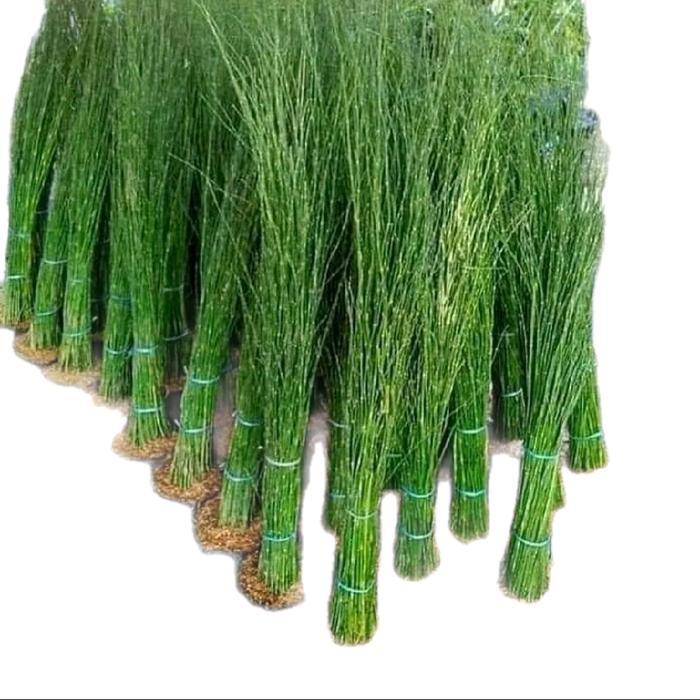 Tanaman Hias Bambu Air / Pohon Bambu Air Artificial