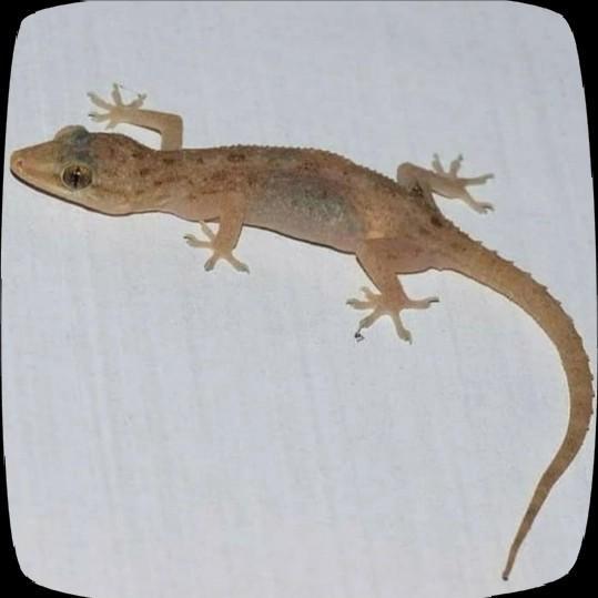 READYY cicak hidup pakan reptil- pakan ular- pakan reptil- pakan predator