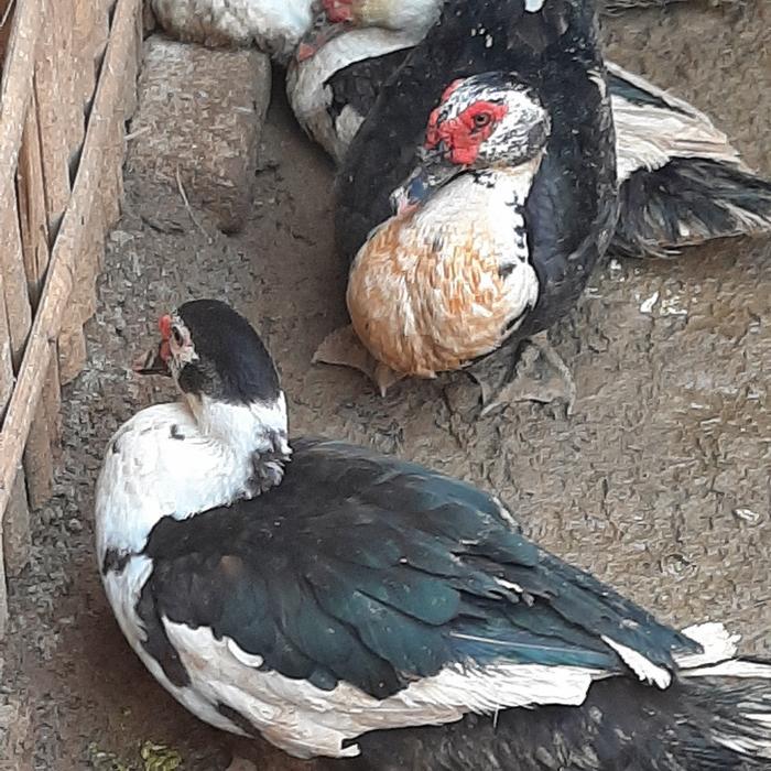 bebek entog / manila hidup dan potong