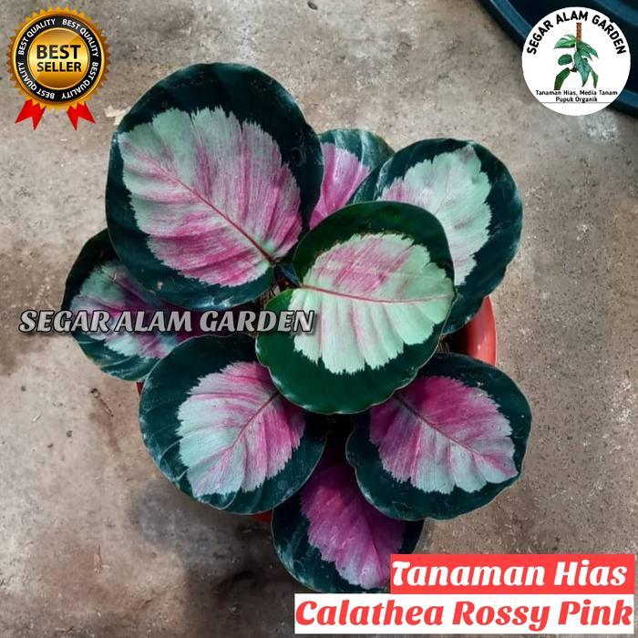 PROMO Tanaman Hias Calathea Rossy Pink - Pink Rossy