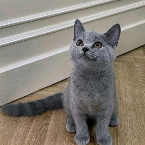 kucing kitten British shorthair Vaksin done