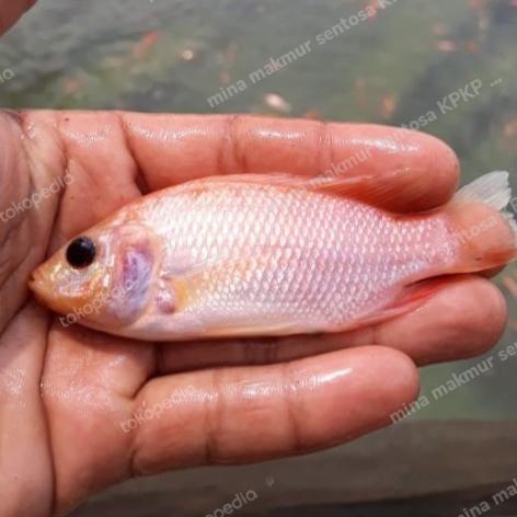 Bibit dan indukan ikan nila bangkok ukuran 1-2 jari isi 50 ekor