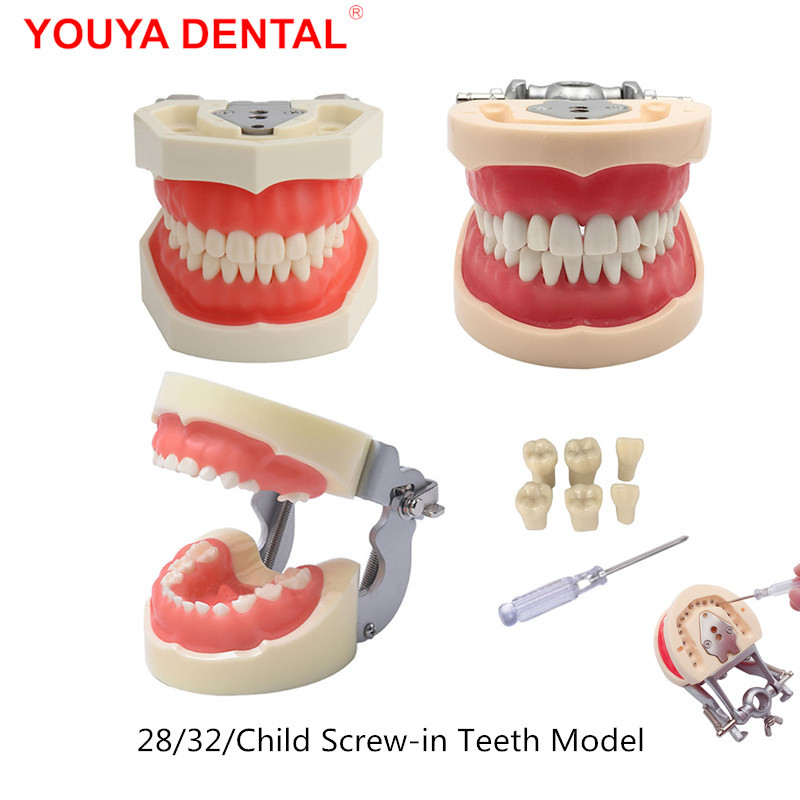 Resin Dental Model Training Typodont Teeth Model For Dental