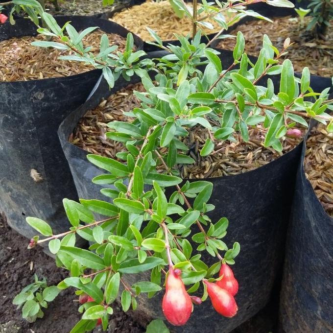Bibit pohon delima merah - Tanaman buah delima merah - Delima merah ATZ super