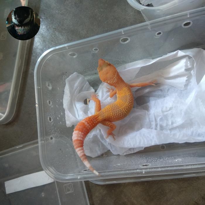 TERMURAHHH gecko loss data geko adult juve