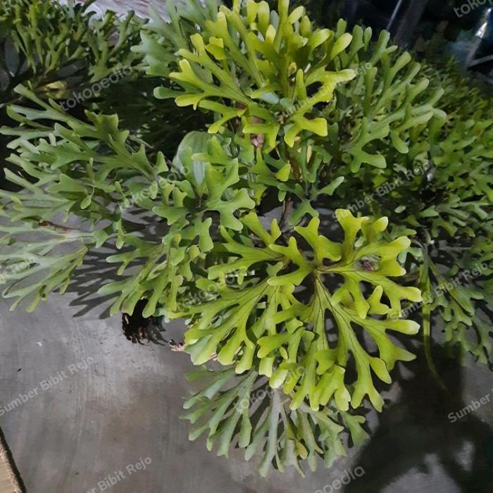 TANAMAN TANDUK RUSA.BELI 2 DAPAT BONUS 1#Platycerium Ridleyi/TERLARIS