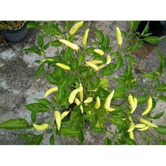 Josjismatt_ Benih Cabe Rawit Tegak Japlak Putih 10 Gram Asli Cap You Seed Lebat & Bandel