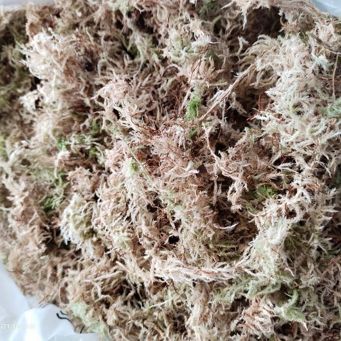Spagnum moss, moss putih lokal murah, media tanam moss 100 gram