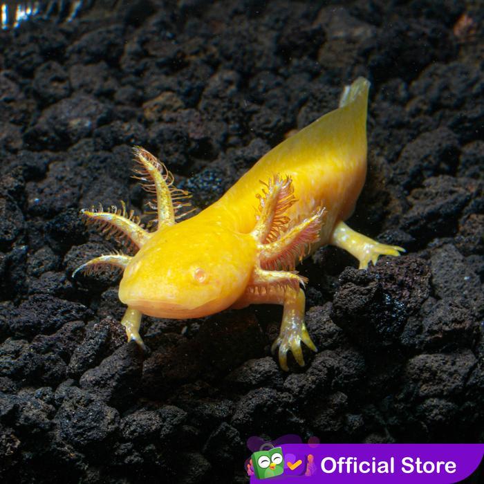 DISKON Axolotl Golden Yellow Dogfish Salamander Walking Fish