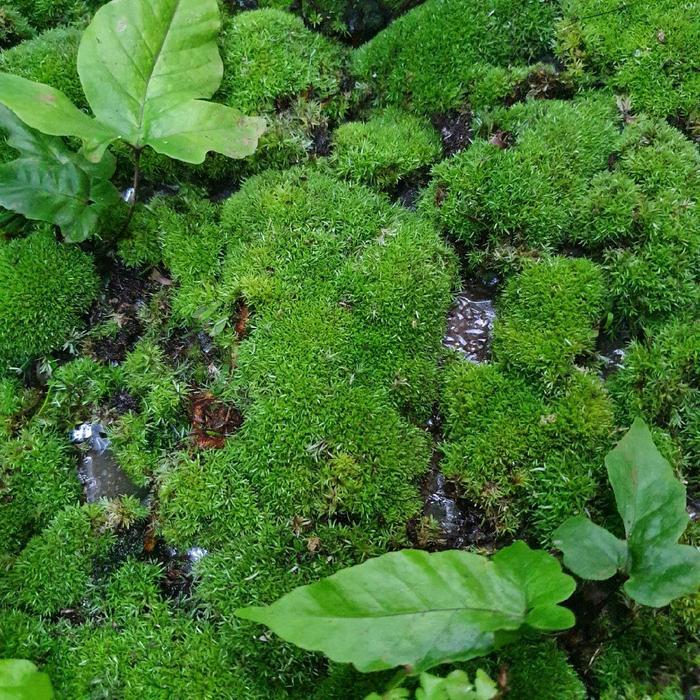 Ornamen Moss Mutiara untuk Akuarium atau Paludarium
