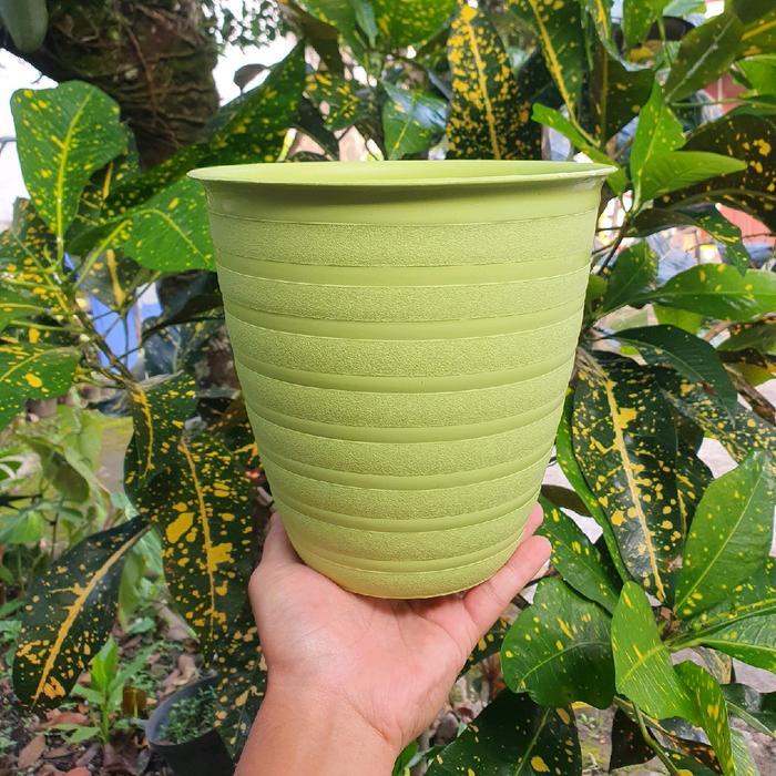 Pot tawon tirus 20 cm paket isi 6 pot murah Hijau Putih
