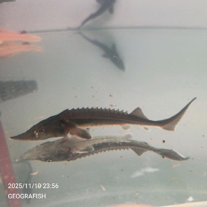Acipenser Sturgeon Baerii