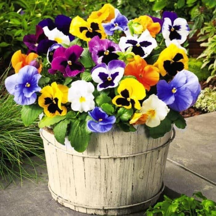 Biji Bibit Benih Tanaman Hias Bunga Pansy Mix Warna Warni - Isi 30 Biji