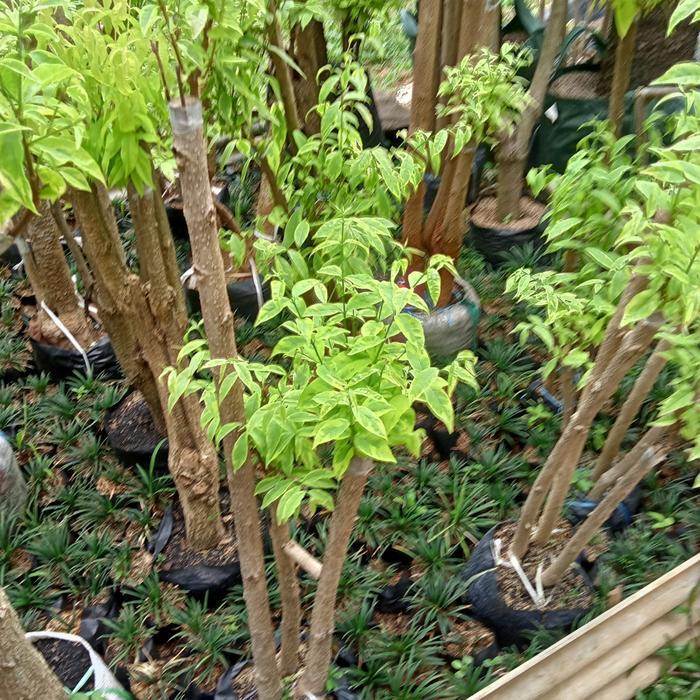 Bonsai anting Putri bonsai taman anting Putri