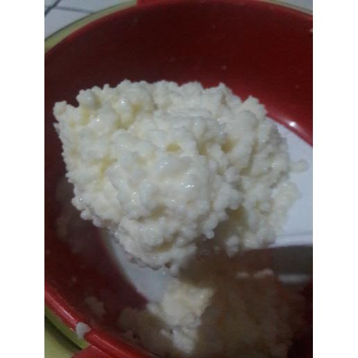 Grains Kefir Sehat Berkualitas