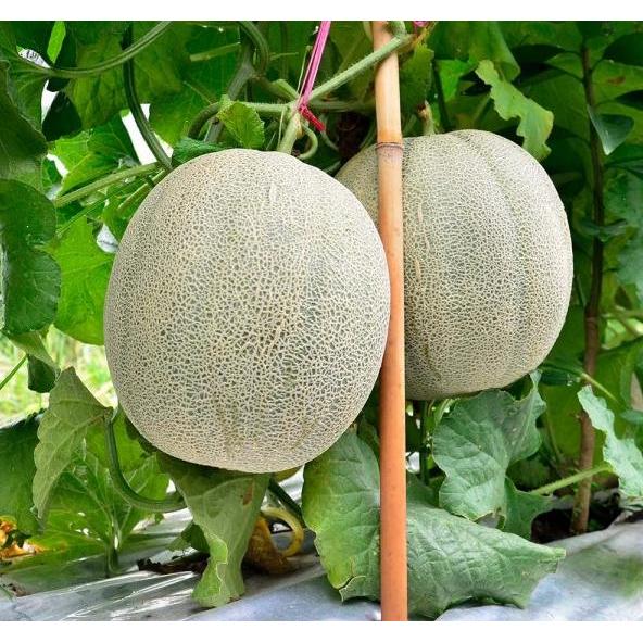 Merayakansenja Benih Melon Melone F1 50 Biji Asli Cap Pacul Unggul Manis Tahan Penyakit Disukai