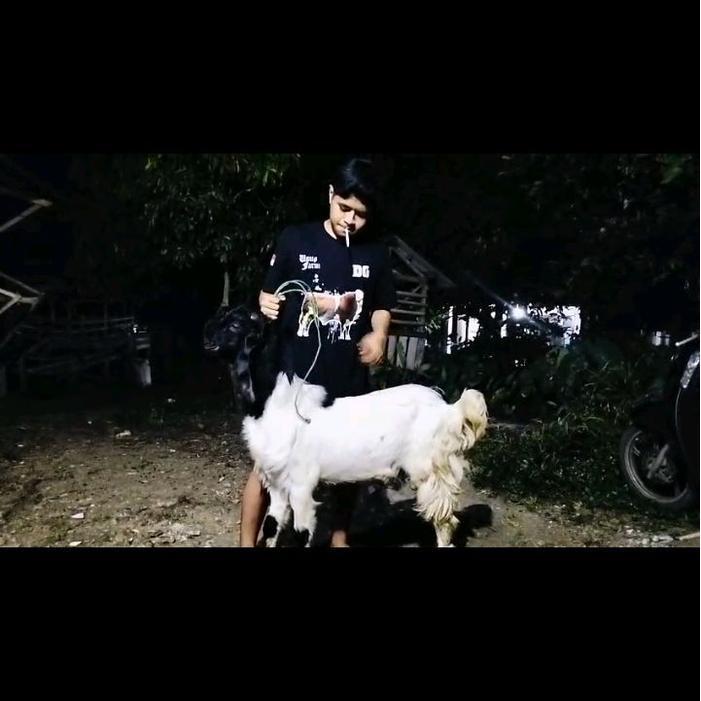Hewan Kurban Sehat dan Bergaransi - Kambing Kurban Sedang B