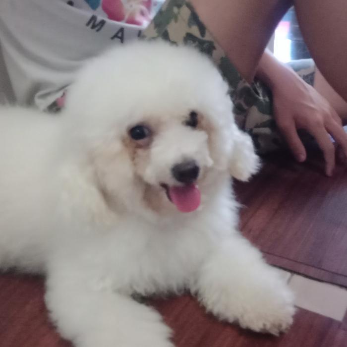 Anjing Bichon Frise Jantan STB Turunan Golden Sun Lucu Istimewa