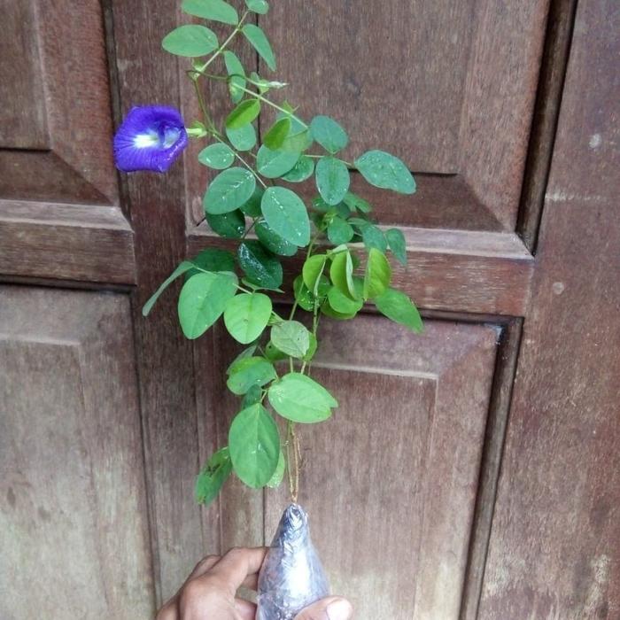 "New" Bibit tanaman bunga telang / pohon bunga telang /bibit bunga telang