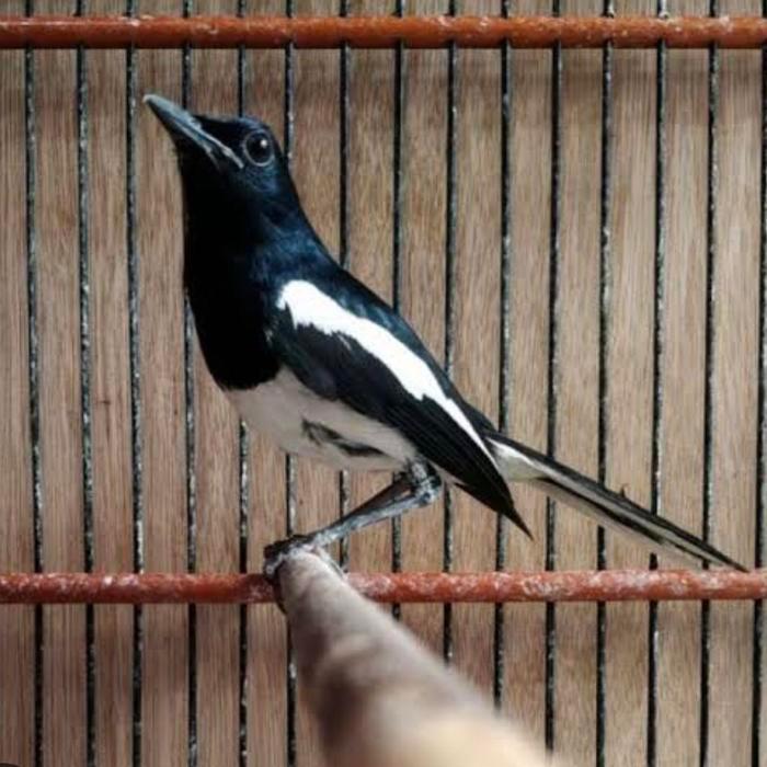Burung Kacer Kalimantan Body Besar Siap Bunyi Semi Pur