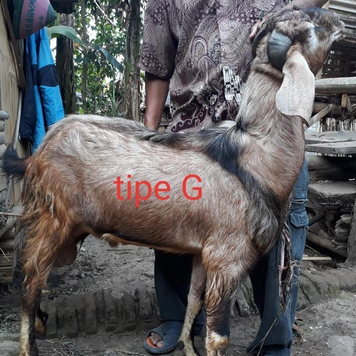DISKON Hewan Qurban Kambing Domba Tipe G Gratis Ongkir Jabodetabek Murah