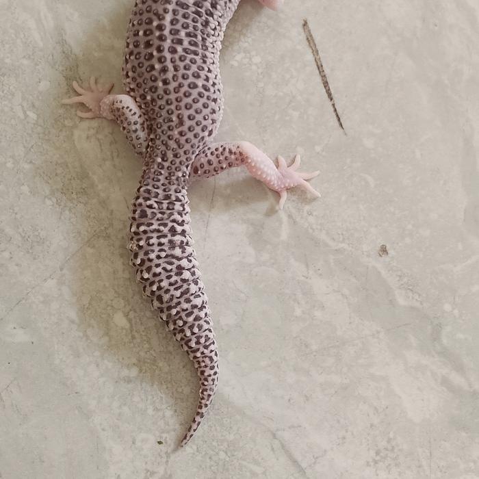 Leopard Gecko Super snow eclipe female