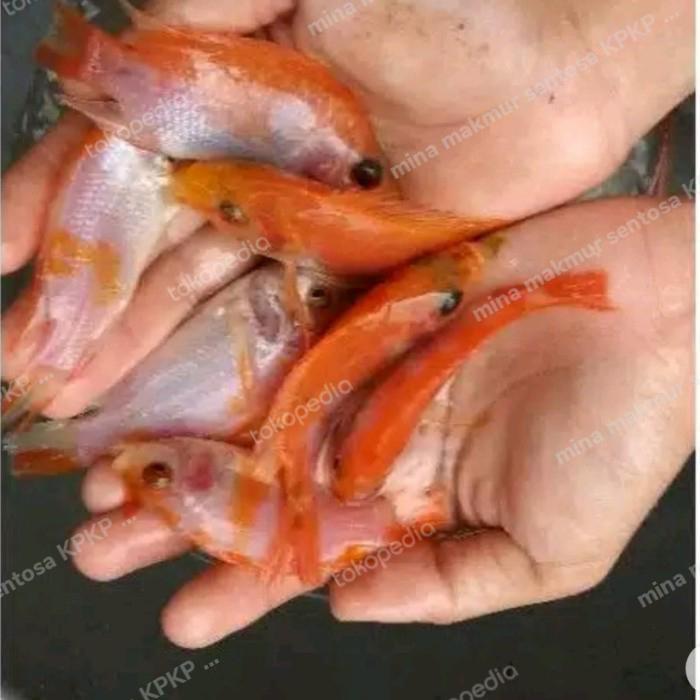 paket bibit ikan nila gesit warna isi 50 ekor ukura 2-3 jari