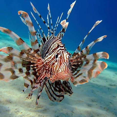 ikan hias laut lion fish predator scorpion fish radiata.