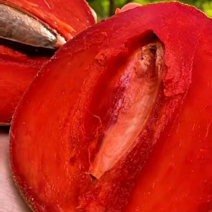 Tanaman mamey sapote magana