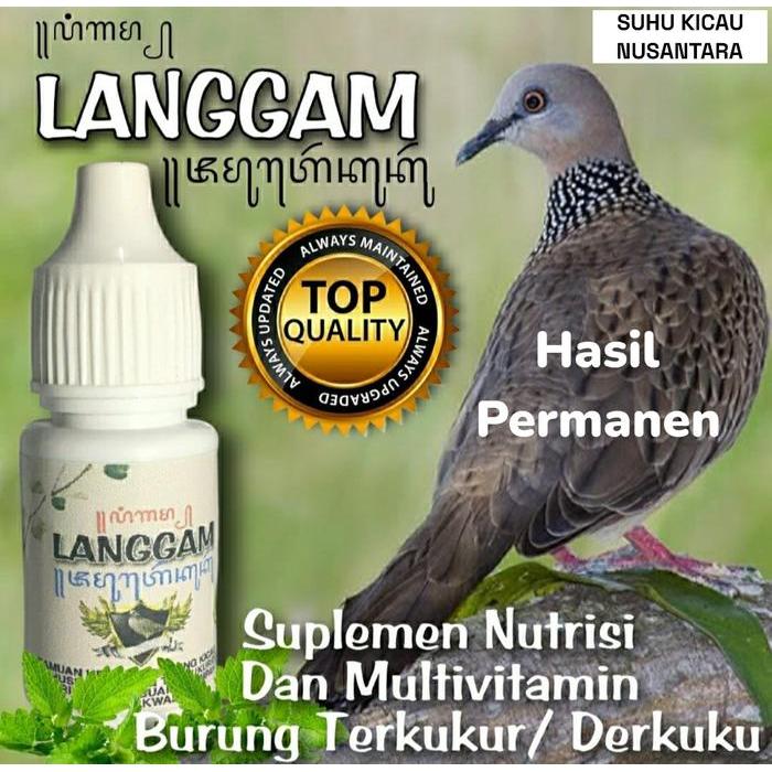 BURUNG DERKUKU TEKUKUR GACOR MANGGUNG