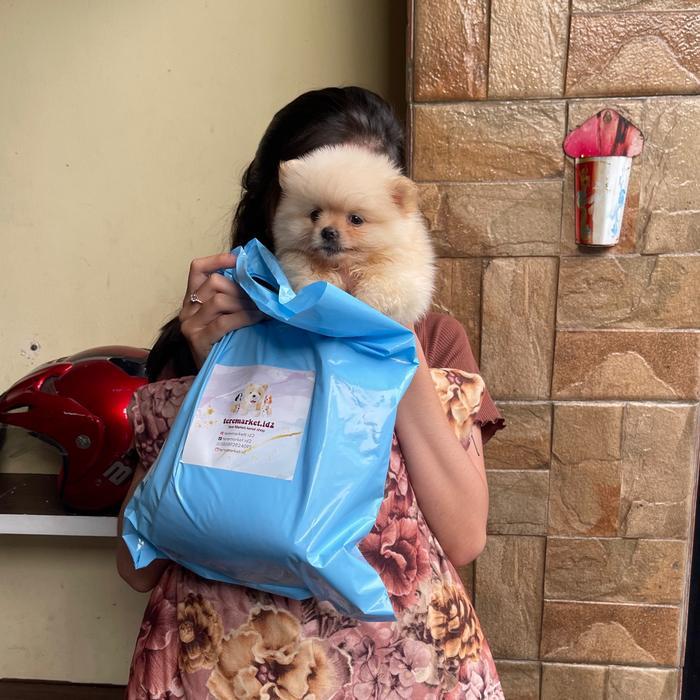 Dogie aksesoris Minipom/anjing minipom