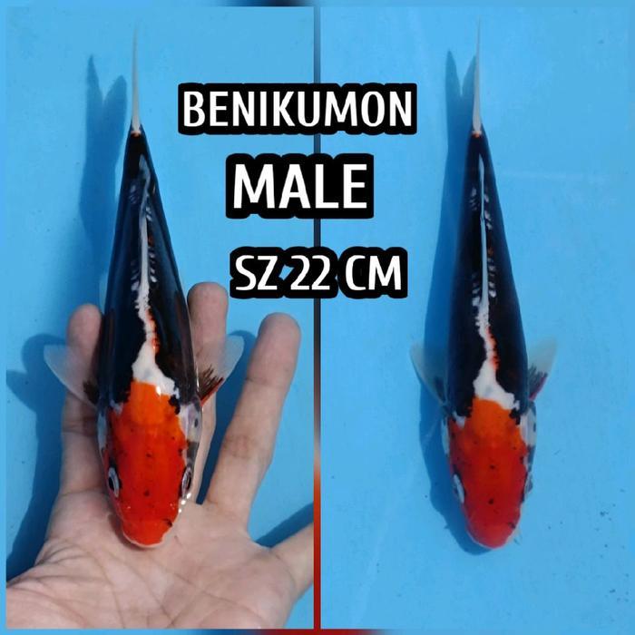 Terlaris Ikan Koi Blitar Benikumon Kumonriu Ready Kohaku Sanke Chagoi Dll