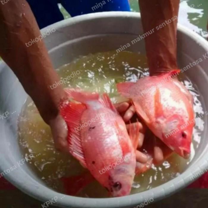 paket indukan nila merah bangkok isi 4 ekor
