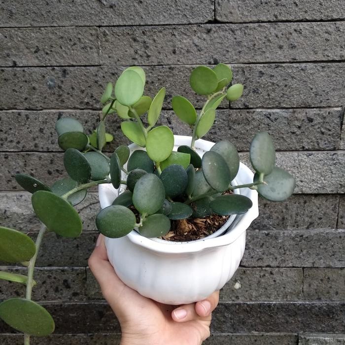 

Tanaman hias Xerosicyos Danguyi / Silver Dollar