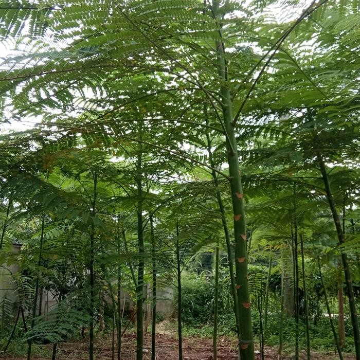 

tanaman hias solobium pakis brazil