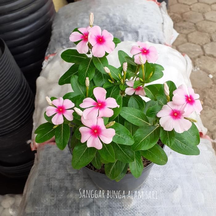 SM- Tanaman Hias Bunga Vinca +Pot