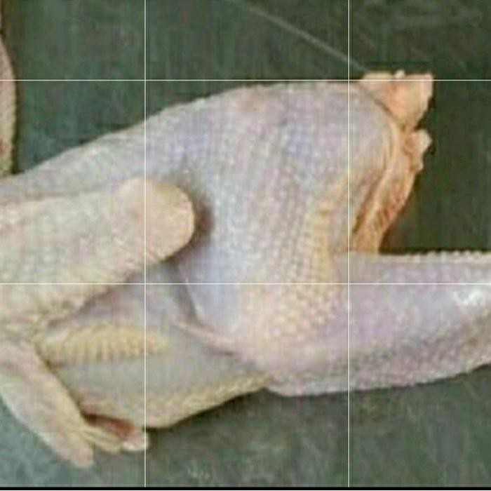 

Pilihan- Ayam Pejantan Berat Hidup 9 Ons