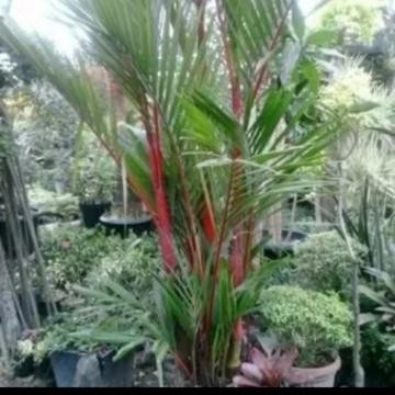 paket palem merah 2 meter + palem kol+ palem kuning+ bambu kuning+ pupuk media tanam