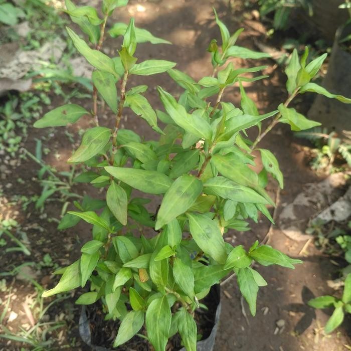 Bibit Tanaman Kesum Daun Kesum Daun Laksa Tanaman Herbal