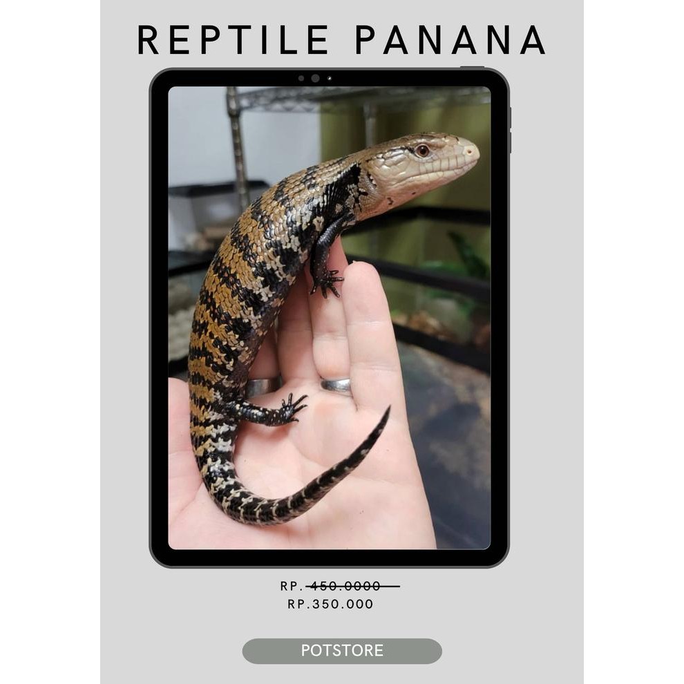 Pilihan- Reptil- Panana Blue Tongue Skink / Kadal Lidah Biru
