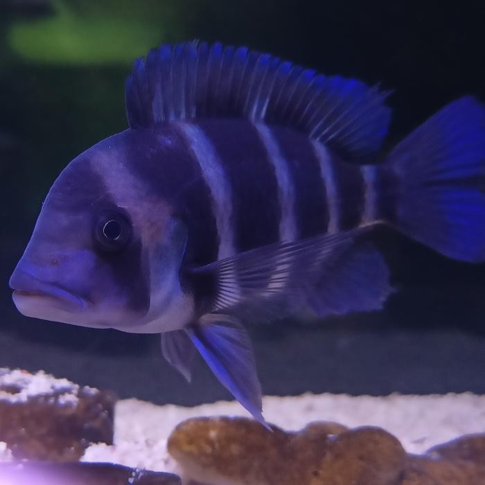 CICHILD FRONTOSA BURUNDI