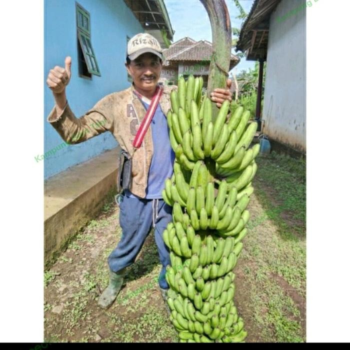 Bibit Pisang Fhia 17 Bibit Pisang Mulyo Unggul