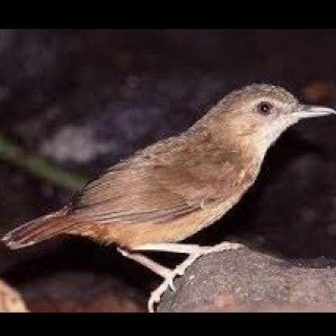 TERBARUUU burung tieumi/ wambi mini import pilihan