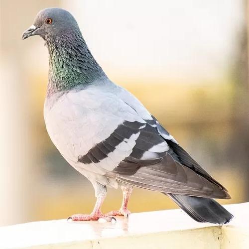 Versele Laga Ideal Pills - Jamu Merpati Pigeon Murah