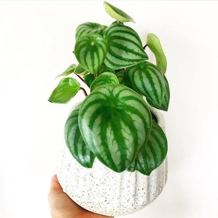 

tanaman hias indoor peperomia watermelon+pot tawon asli