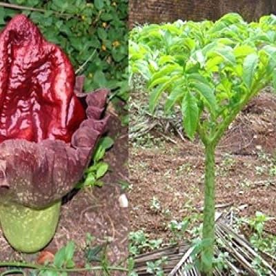 

tanaman suweg. pohon suweg