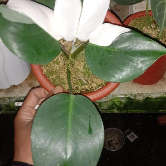 

phillodendron white knight tanaman hias