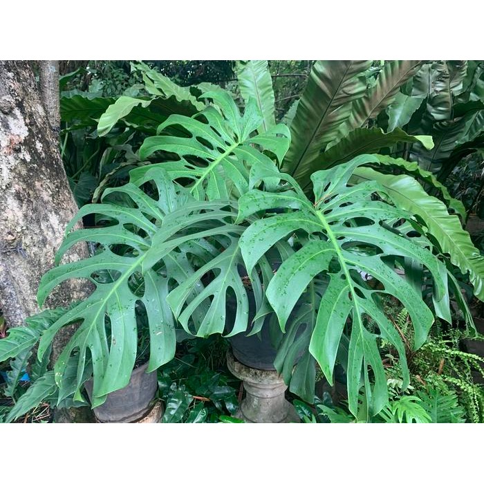 Tanaman Monstera king jumbo
